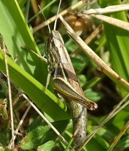 Euchorthippus declivus